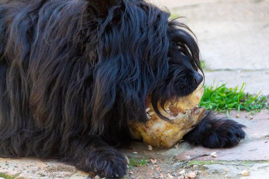 The dog eats a bone Pulin