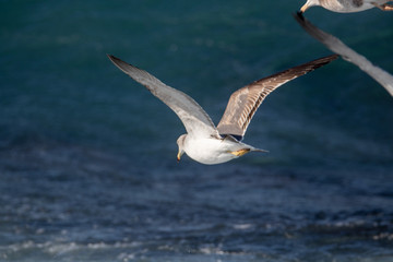 Obraz premium Seagull is hunting on the wave