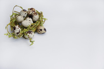 quail eggs on white background