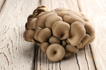 Oyster mushrooms on a white, wooden background, tasty and inexpensive mushroom.