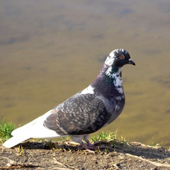 Wild pigeon by the river. The bird of the world is a dove.