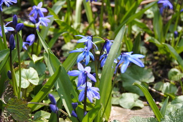 Fr&uuml;hling ist nur einmal - Blaustern - Scilla