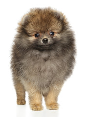 Pomeranian puppy stands on a white background