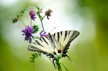 Beautiful butterfly on a flower. Big butterfly Podalirius.