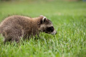 Baby raccoon walking through grass.
