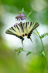 Beautiful butterfly on a flower. Big butterfly Podalirius.