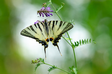 Beautiful butterfly on a flower. Big butterfly Podalirius.