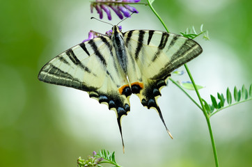 Beautiful butterfly on a flower. Big butterfly Podalirius.