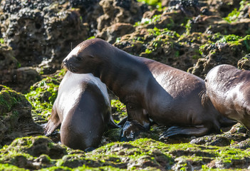 Sea Lion baby, Peninsula Valdes, Heritage Site, Patagonia, Argentina