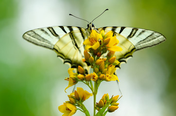 Beautiful butterfly on a flower. Big butterfly Podalirius.