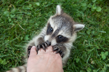 Baby raccoon holding hands with a person.