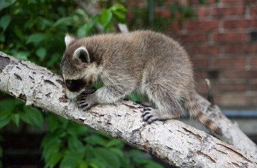 Baby raccoon climbing a fallen tree near a house.