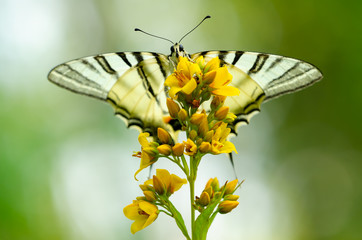 Beautiful butterfly on a flower. Big butterfly Podalirius.