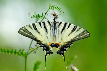 Beautiful butterfly on a flower. Big butterfly Podalirius.