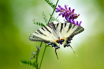 Beautiful butterfly on a flower. Big butterfly Podalirius.