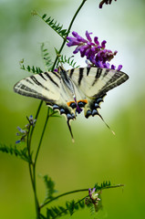 Beautiful butterfly on a flower. Big butterfly Podalirius.