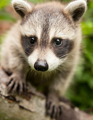 Naklejka na ściany i meble Portrait of a baby raccoon on a birch tree branch.