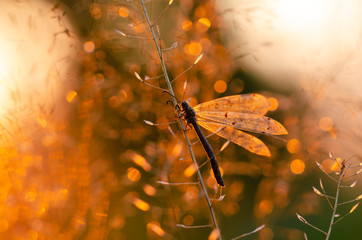 Insect ant lion. Beautiful insect with transparent wings. Evening sunset.