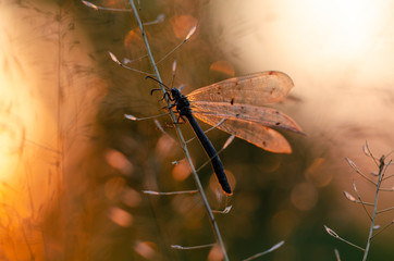 Insect ant lion. Beautiful insect with transparent wings. Evening sunset.