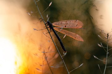 Insect ant lion. Beautiful insect with transparent wings. Evening sunset.