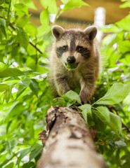 Baby raccoon walking along a birch tree branch with a leaf in its mouth. © Spring