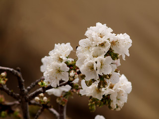 elegant colored daisies at garden