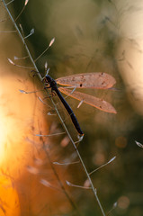 Insect ant lion. Beautiful insect with transparent wings. Evening sunset.