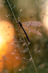 Insect ant lion. Beautiful insect with transparent wings. Evening sunset.