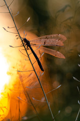 Insect ant lion. Beautiful insect with transparent wings. Evening sunset.