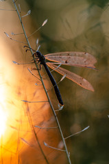 Insect ant lion. Beautiful insect with transparent wings. Evening sunset.