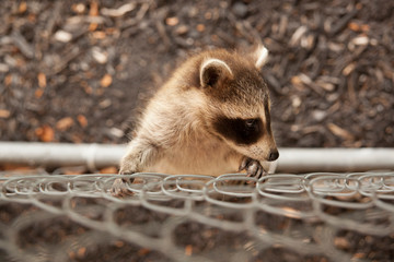 Baby raccoon climbing up a chain link fence.