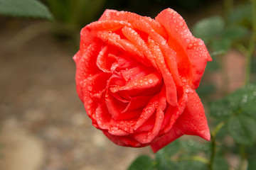 Obraz premium red rose in garden