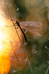Insect ant lion. Beautiful insect with transparent wings. Evening sunset.