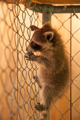 Baby raccoon climbing a chain link fence,