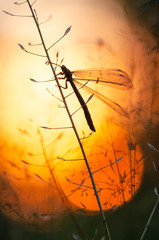 Insect ant lion. Beautiful insect with transparent wings. Evening sunset.