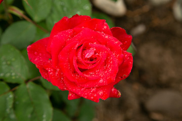 red rose