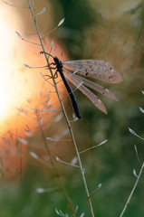 Insect ant lion. Beautiful insect with transparent wings. Evening sunset.