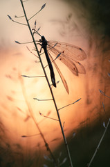Insect ant lion. Beautiful insect with transparent wings. Evening sunset.