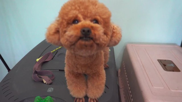 happy joyful purebred toy poodle puppy.