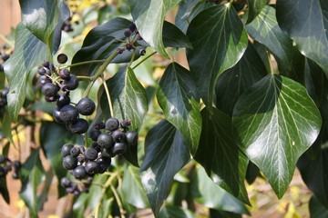 Der Efeu l&auml;dt die Amseln ein - Efeufr&uuml;chte - Arzneipflanze