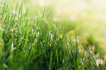 Spring or summer and grass field with sunny background. Natural background.