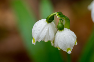 Close up on natural snow drops in a forest. Rain/dew drops. Blurred background