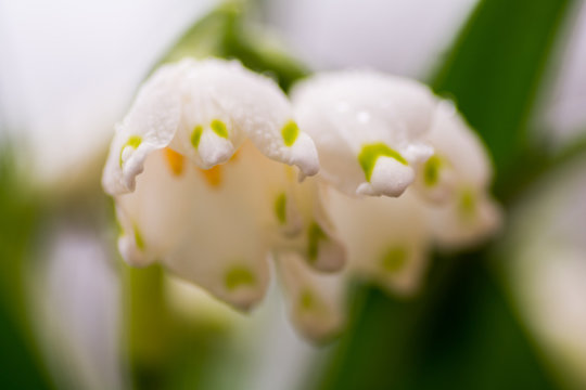 Close up on natural snow drops in a forest. Rain/dew drops. Blurred background