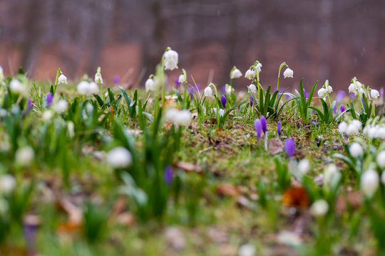 Field of natural crocus flowers and snow drops in to the wild in a forest in Transylvania, Romania.