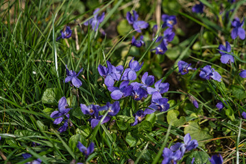 Blühende Duftveilchen Viola odorata Märzveilchen Frühjahr im Februar März 