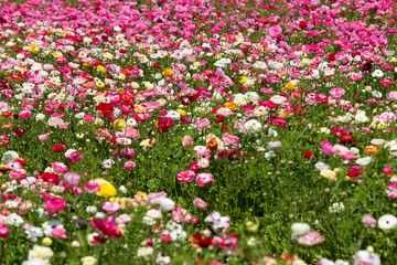 Flower field