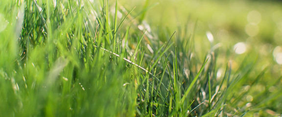 Spring or summer and grass field with sunny background. Natural background.