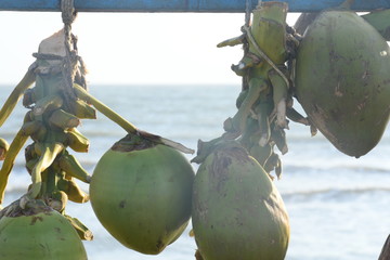 Coconut cart at Mandvi Beach Of Kutch, Gujarat, India, 