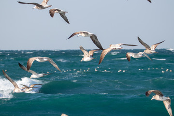 Fototapeta na wymiar Seagull is hunting on the wave