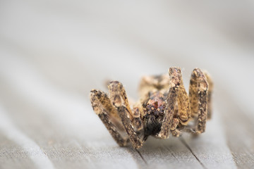 Tote Spinne